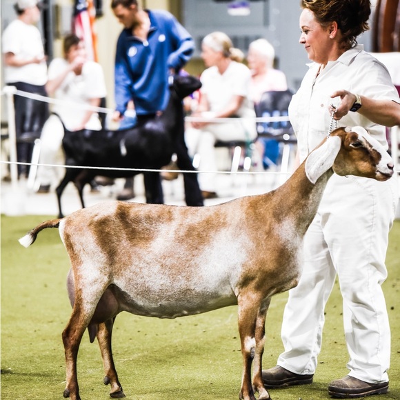 Meet your Posher, Stacy - Picture 7 of 9